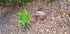 Discounted Memorial Rock Urn 1153 Medium Red